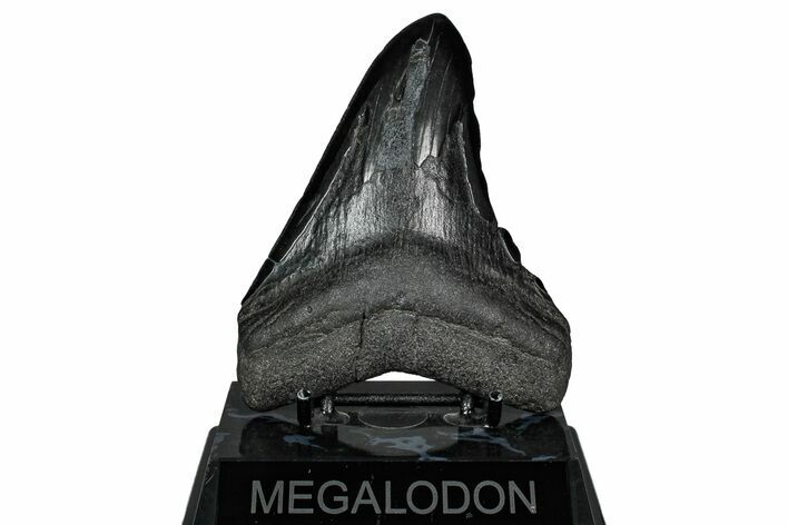 Fossil Megalodon Tooth - South Carolina #340285